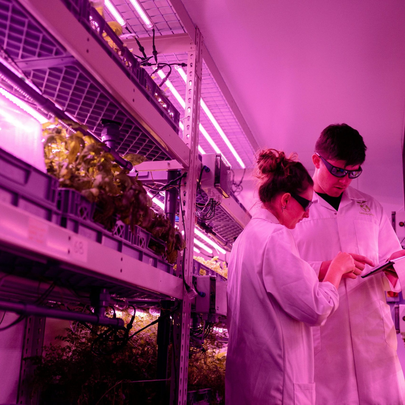 cs alimentaria seguimiento